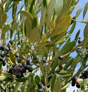 olive tree.webp